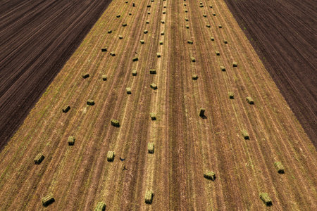 Alfalfa square hay bales in field after harvest, aerial shot high angle view