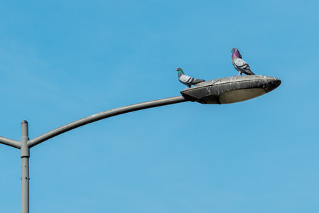 Two feral pigeons on city street lamp with blue sky in backgroundの写真素材