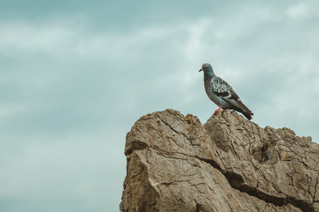 Pigeon on large rock against dramatic atmospheric sky with dark clouds in background, selective focusの写真素材