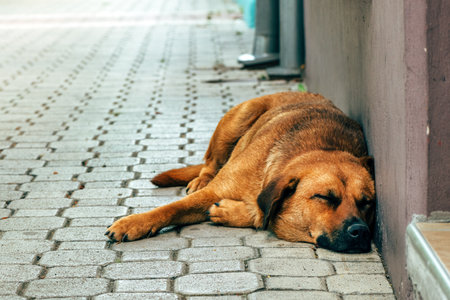Stray dog sleeping on the city street, selective focusの写真素材