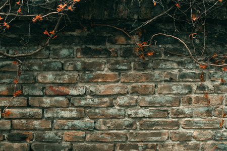 Old wall made of rustic bricks with withered creeping plant as social media background, toned image