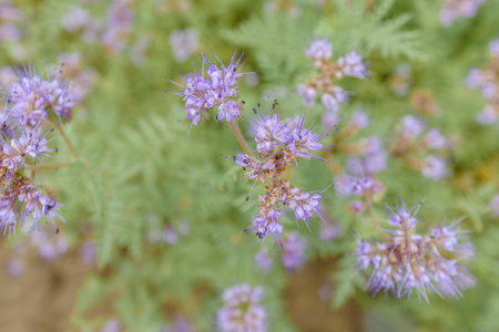 Blue tansy of phacelia flowering plant in cultivated field, selective focusの写真素材