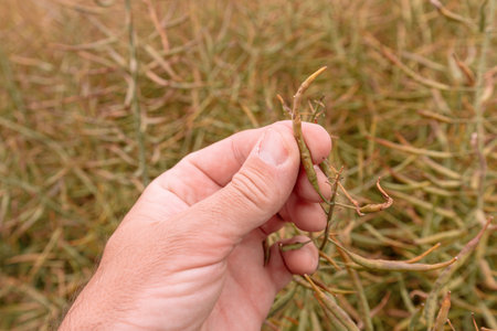Farm worker checking up on development of canola crop pods in field, selective focusの写真素材