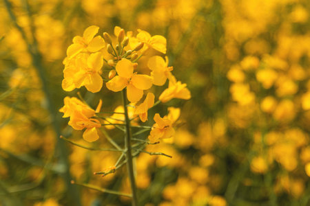 Blooming canola crop in spring, closeup of rapeseed plant flower, selective focusの写真素材
