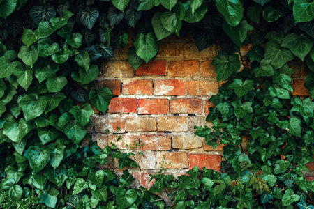 Heart-shaped ivy and worn brick wall as social media background with copy spaceの写真素材
