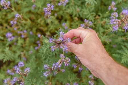 Farm worker agronomist examining blooming phacelia crops, selective focusの写真素材