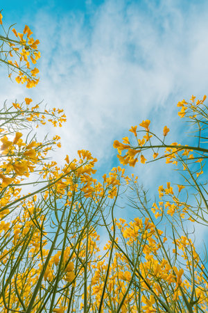 Rapeseed crops with blooming yellow flowers in spring on a sunny day, low angle view
