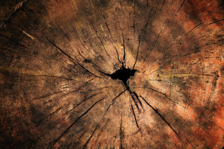 Texture of an old tree stump, top view as backgroundの写真素材