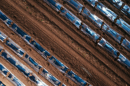 Top down aerial shot of watermelon plantation with plastic sheeting hothouse equipment, drone povの写真素材