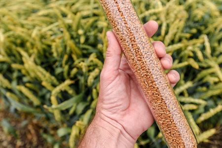 Farm worker agronomist holding plastic tube with wheat grain sample, selective focusの写真素材