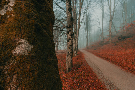 Walking path through Bohinj parkland in foggy winter morning, selective focusの写真素材