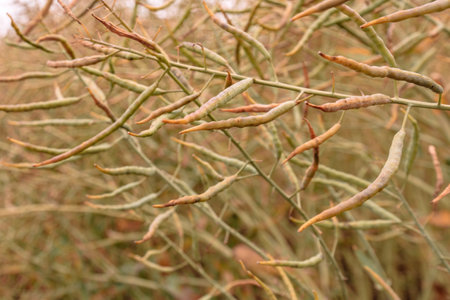 Ripe rapeseed pods in cultivated field, ready for harvest, selective focus