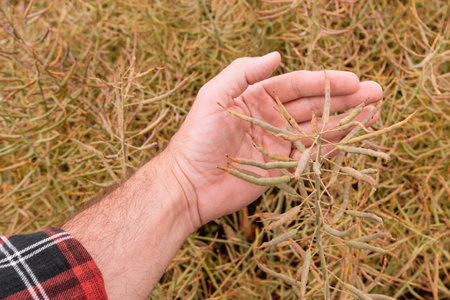 Farmer agronomist examining canola rapeseed crop pod in cultivated field, closeup of hand with...