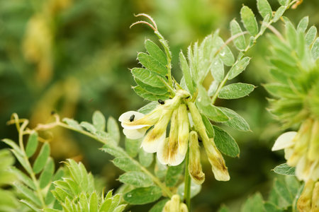 Closeup of hungarian vetch crops in field, selective focusの写真素材