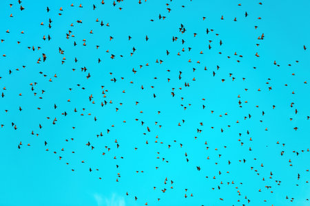 Flock of starling birds flying across the blue summer sky, low angle view