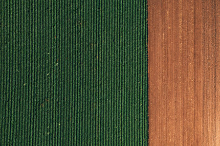 Soybean field from drone pov. Aerial shot of green plantation in summer. Directly above.