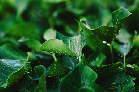 Raindrops on lush green creeping ivy leaves in summer morning, selective focusの写真素材