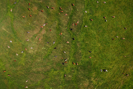 Aerial view of dairy farm cattle cow herd grazing in lush green meadow, drone pov top view