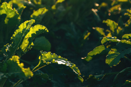 Sugar beet root crops growing in cultivated agricultural field, selective focus