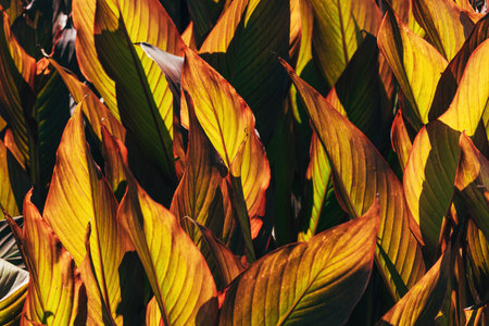 Indian shot canna lilies in ornamental garden, selective focus