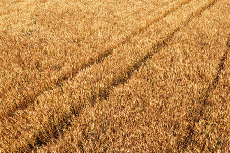 Aerial shot of ripe wheat plantation field in summer, harvest ready cereal crops from drone pov,...