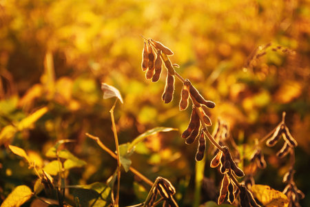 Ripe harvest ready soybean (Glycine max) crop plantation in summer sunset, selective focusの写真素材