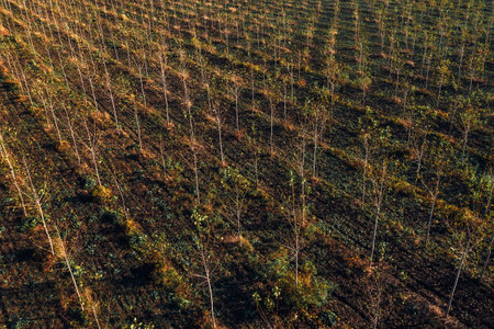 Cottonwood tree nursery plantation from drone pov, aerial shot of young small tress growing, high...
