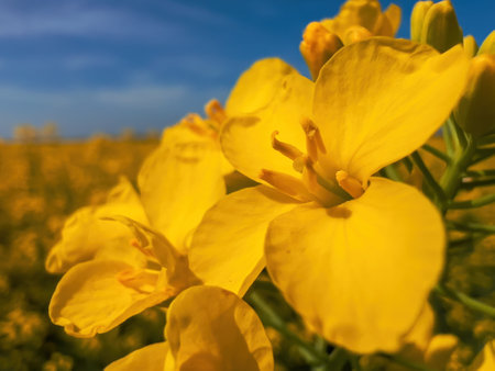 Extreme closeup of yellow canola flower, rapeseed crops in bloom, selective focus