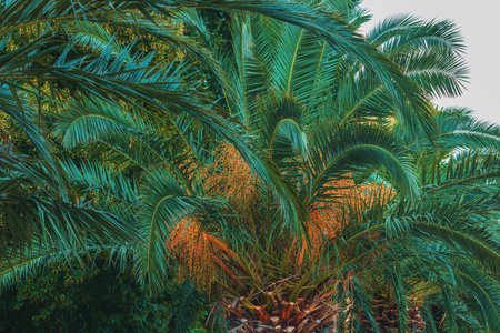 Palm trees with lush green leaves in summer, tropical seaside landscape, selective focusの写真素材