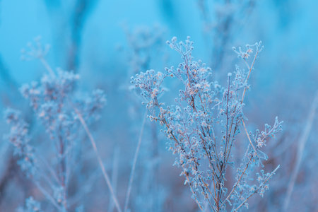 Ice and frost on uncultivated meadow plants in cold foggy winter morning, selective focus