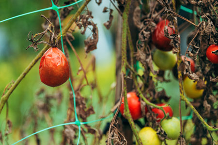 Overripe homegrown tomato fruit in organic garden, selective focusの写真素材