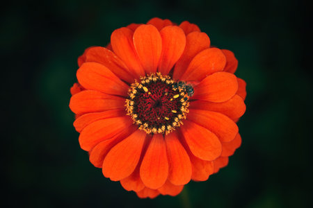 Honey bee on red common zinnia flower, top view
