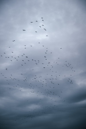 Flock of seagulls flying across the dramatic winter sky in sunset, low angle viewの写真素材