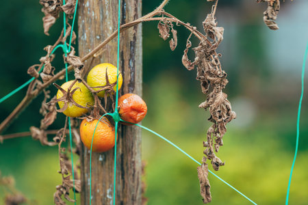 Overripe homegrown tomato fruit in organic garden, selective focusの写真素材