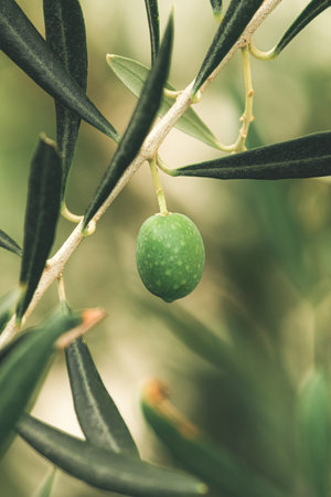 Green olive on branch in organic orchard, homegrown produce plantation, selective focusの写真素材