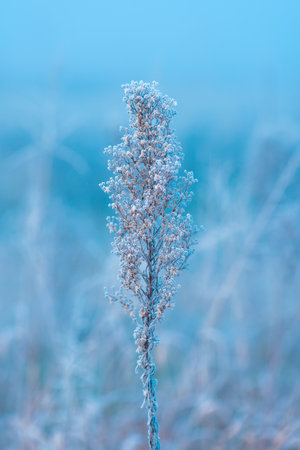 Ice and frost on uncultivated meadow plants in cold foggy winter morning, selective focusの写真素材