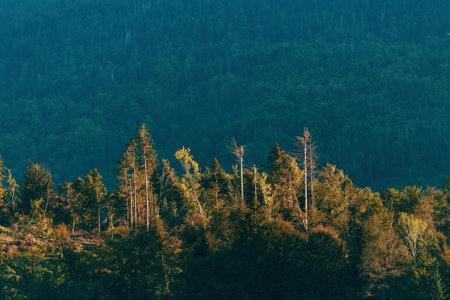 Damaged forest after summer supercell storm in Slovenia, horizontal image
