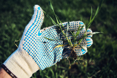 Farmer examining development of wheat crop seedling in field, closeup of hand holding small plant, selective focusの写真素材