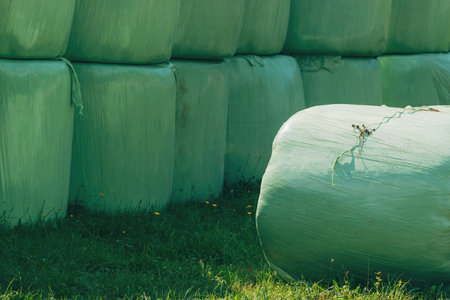 Cut grass gathered and rolled in plastic wrapping bales as animal fodder on agricultural farm, selective focusの写真素材