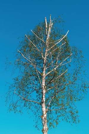 White birch tree with branch topping against blue skyの写真素材