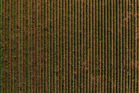 Rows of soybean crops in field forming striped pattern, aerial shot from drone pov directly aboveの写真素材