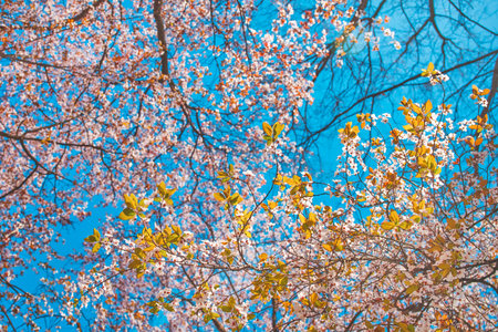 Low angle view of cherry plum treetop in blossom, beautiful spring season backgroundの写真素材