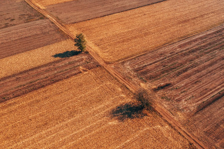 Aerial shot of two trees and the dirt road through cultivated landscape, drone pov high angle viewの写真素材