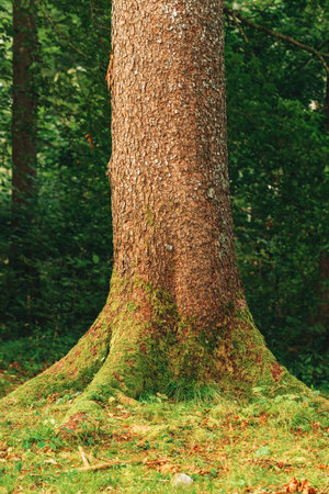 Tree trunk covered in green moss, selective focus