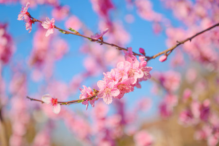 Peach fruit tree in bloom, selective focus