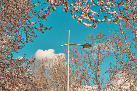 Street lamp framed by blooming tree branches in spring, selective focus