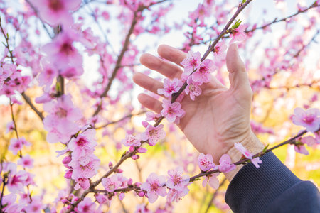 Agronomist inspecting peach tree blossom in organic orchard, selective focusの写真素材