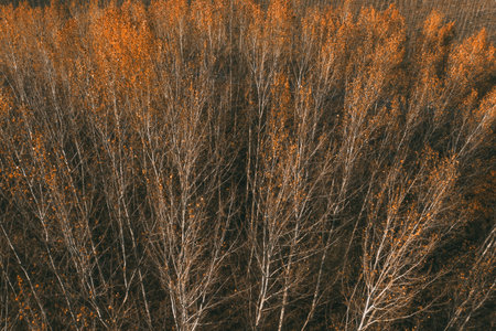 Autumn foliage in cottonwood forest, aerial shot from drone pov high angle viewの写真素材