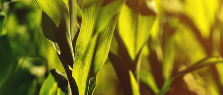 Closeup of green corn stalk and leaves in agricultural field, selective focus