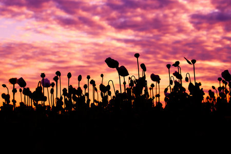 Back lit silhouette of opium poppy crops in field with majestic purple and orange sunset sky in background, selective focusの写真素材